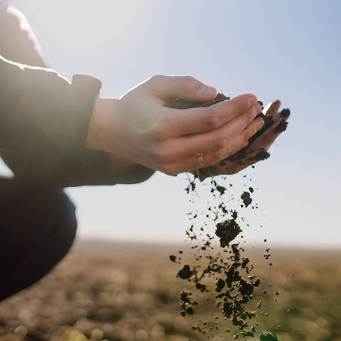 The Secret Benefits of Seaweed on Plant Growth