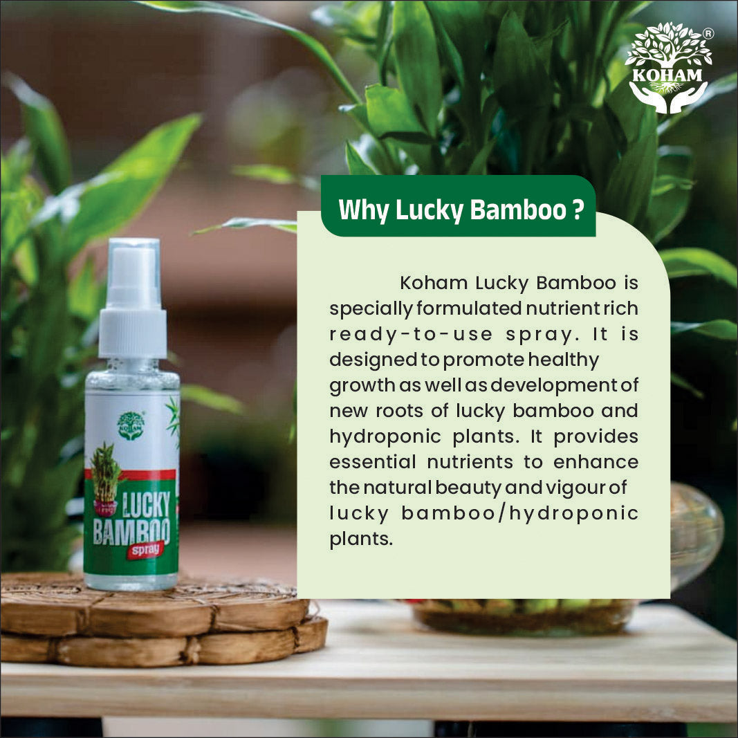 KOHAM LUCKY BAMBOO | Instant Spray | 50 ML
