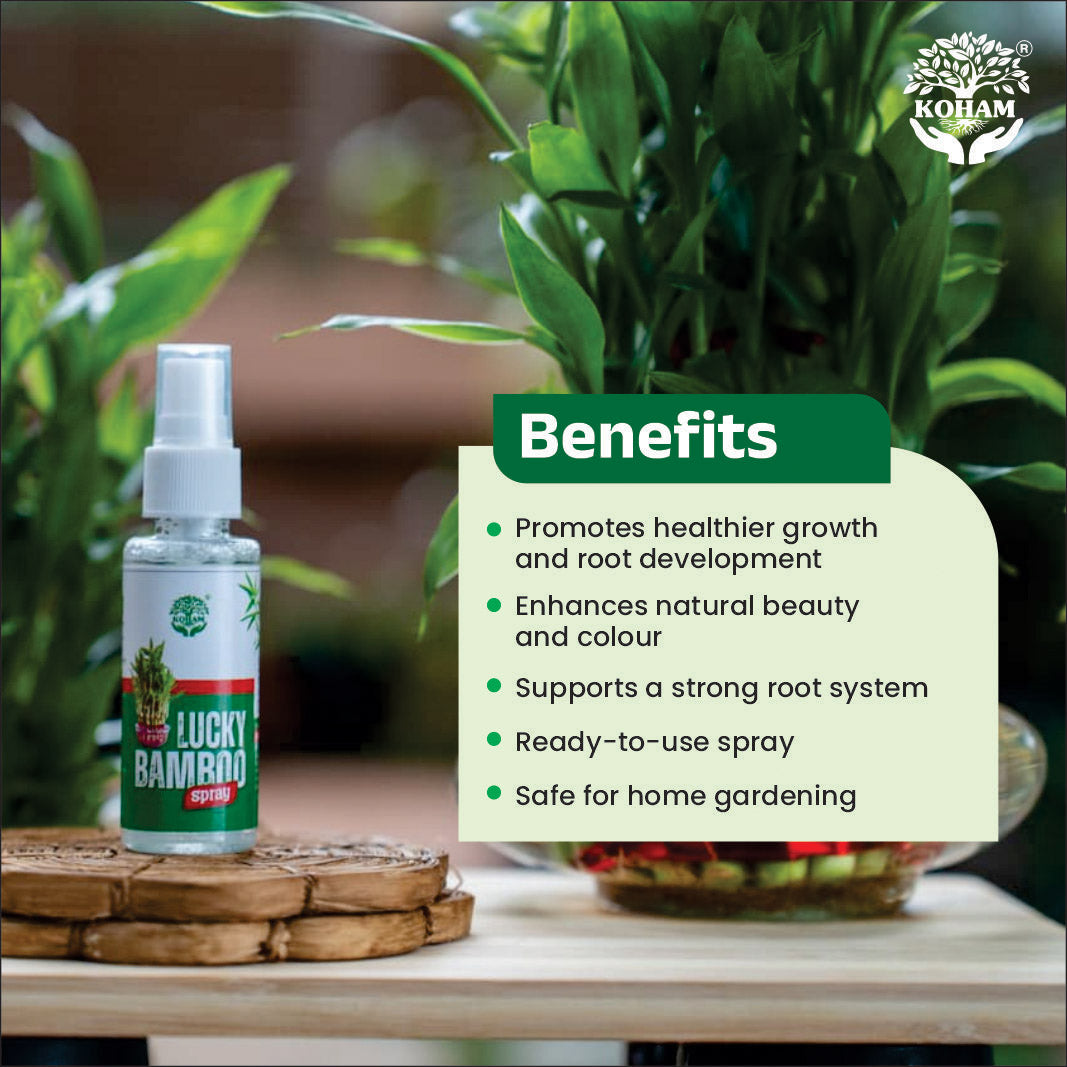 KOHAM LUCKY BAMBOO | Instant Spray | 50 ML