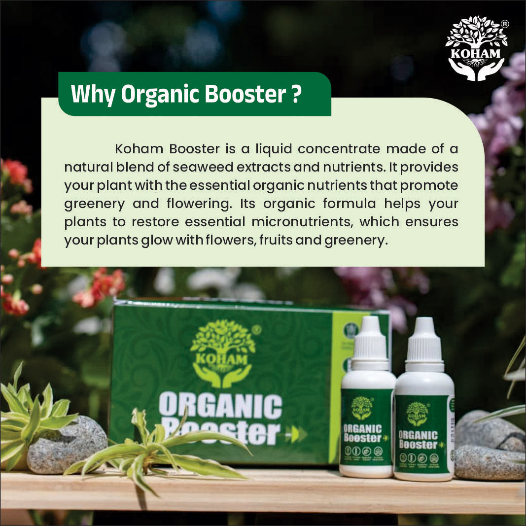 Koham Organic Booster | Concentrated Seaweed Extract | Growth | Flowering | Pack of 3 (30 ML x 3)