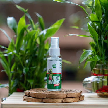 KOHAM LUCKY BAMBOO | Instant Spray | 50 ML