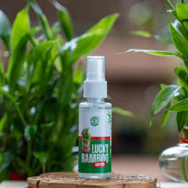 Koham Lucky Bamboo | Instant Spray | 50 ML
