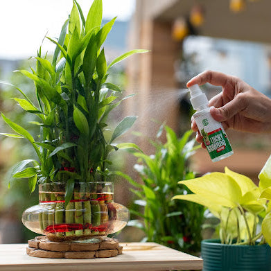KOHAM LUCKY BAMBOO | Instant Spray | 50 ML